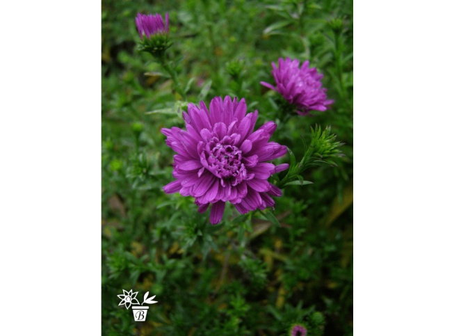Aster novi-belgii   'Almira Double Pink'